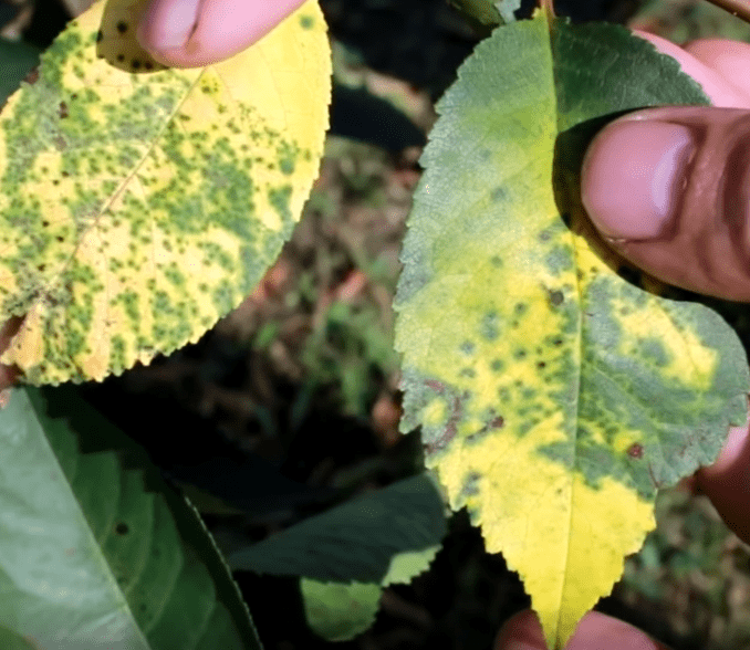 Больные листья коккомикозом