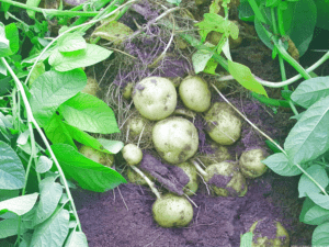 Картошка в земле